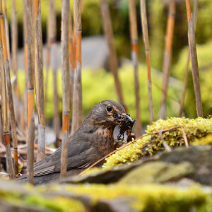 DSC 8358 Amsel