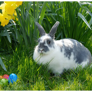 ostern15