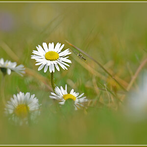 DSC 2200 Gänseblümchen 1000