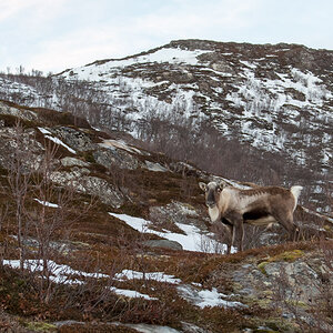 2015 Tromsø 70