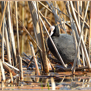DSC 3961 Blässhuhn