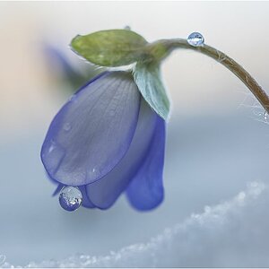 Leberblümchen