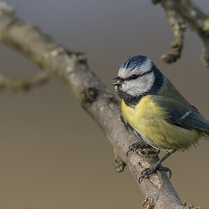 blaumeise 03
