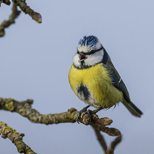 blaumeise 02