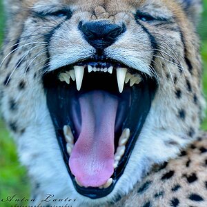 Gepard1