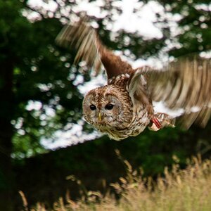 Tierpark Sababurg b. Kassel, Kauz im Anflug