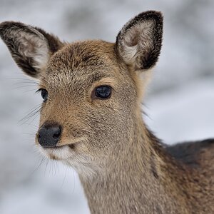 Sikahirsch 012015