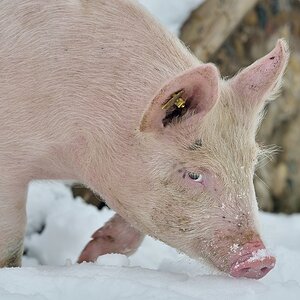 Ferkel 1 012015