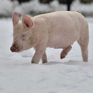 Ferkel 3 012015