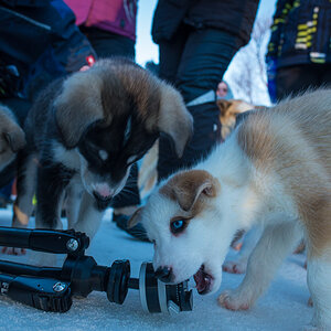 Huskies 9467