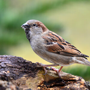 DSC 3461 Spatz