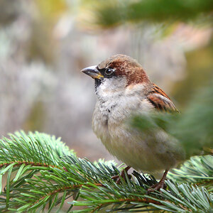 DSC 3474 Spatz