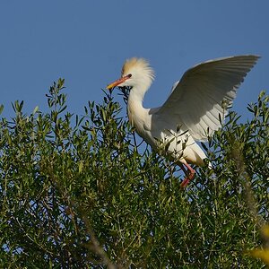Kuhreiher 2015 05744