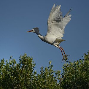 Kuhreiher 2015 05754