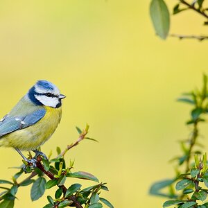 Blaumeise