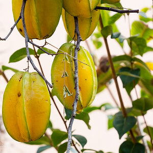 Sternfrucht oder Karambole