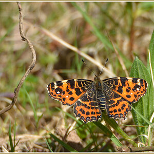 DSC 4877 Schmetterling