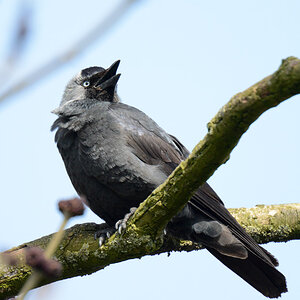 Singvogelff