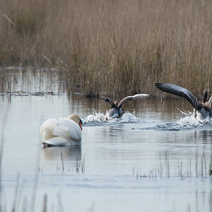friesland 7