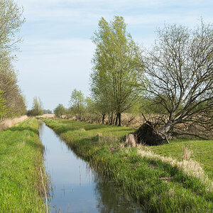 friesland 8