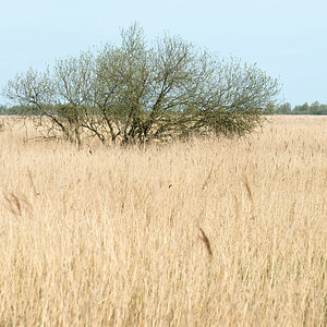friesland 9