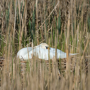 friesland 10