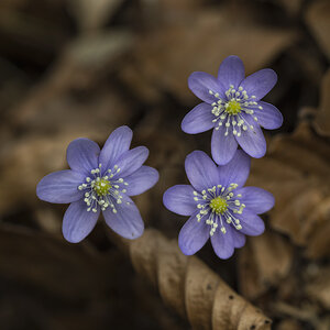 Leberblümchen
20.03.2015 16:20
AF Nikkor 105mm f/2.8 D