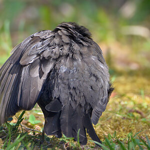 DSC 4959 Amsel
