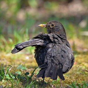 DSC 4961 Amsel