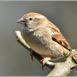 DSC 4742 Spatz