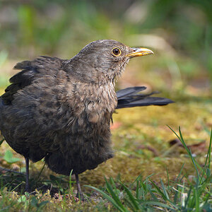 DSC 4963 Amsel