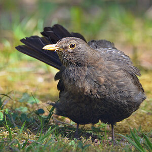 DSC 4964 Amsel