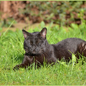 DSC 4882 Kater