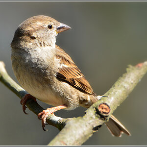 DSC 4739 Spatz