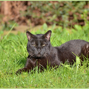 DSC 4880 Kater