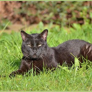 DSC 4881 Kater