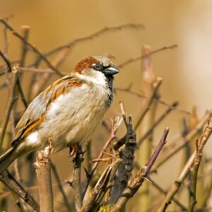 D71 4658 Spatz in der Hecke