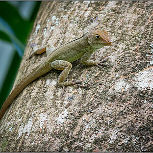 Costa Rica 2882