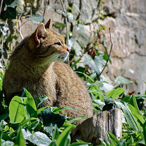 Wildkatze