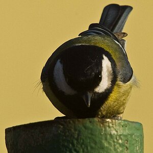 Ziemlich dunkel hier...

Dieses offene Rohr im heimischen Garten zieht Meisen scheinbar magisch an! Immer wieder kommt eine vorbei um das Rohr zu unte