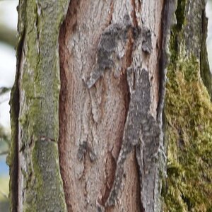 DSC 0186 D5300 L 55 300mm 300mm AF   Kopie