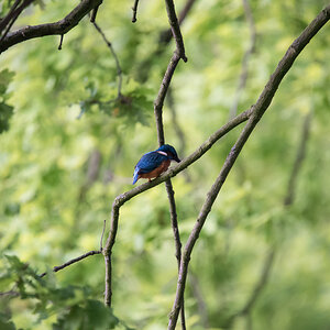 Eisvogel Original