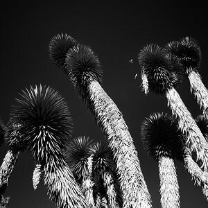 Yuccas Teotihuacan