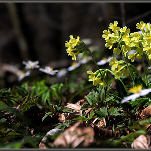 DSC 6343 Schlüsselblumen 1000 R