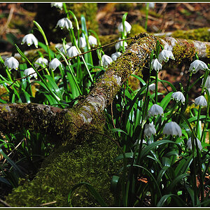 DSC 6328 Märzenbecher 1000 R