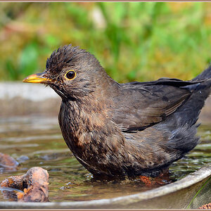 DSC 4789 Amsel