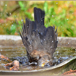 DSC 4788 Amsel