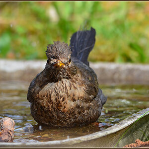 DSC 4790 Amsel