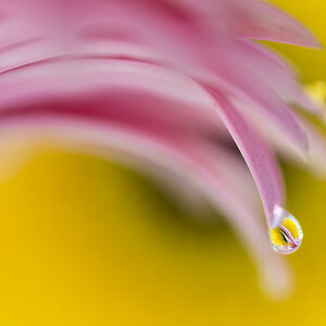 The Drop