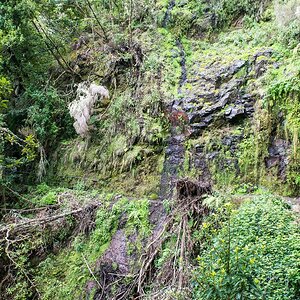 Madeira (30)